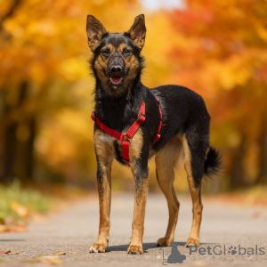 Photo №3. Chipa, 1 year old, is an energetic, funny and very domestic dog!. Russian Federation