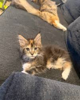 Photo №3. Chatons Maine Coon à vendre. Finland
