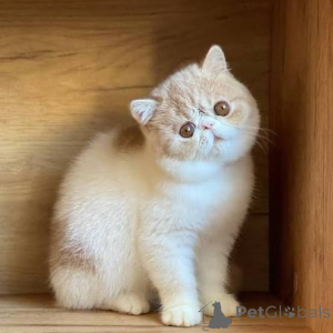 Photo №2 to announcement № 173298 for the sale of exotic shorthair - buy in Poland private announcement, breeder