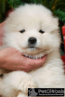 Photo №1. samoyed dog - for sale in the city of Krakow | negotiated | Announcement № 134323