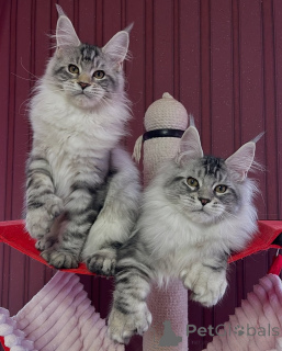 Photo №1. maine coon - for sale in the city of Bridge | negotiated | Announcement № 156852