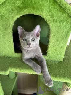 Photo №1. russian blue - for sale in the city of Florenville | negotiated | Announcement № 173601