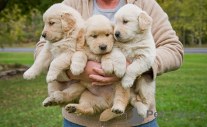 Photo №2 to announcement № 71434 for the sale of golden retriever - buy in Australia private announcement, breeder