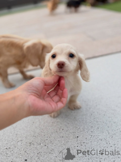 Photo №1. dachshund - for sale in the city of Linz | negotiated | Announcement № 163658