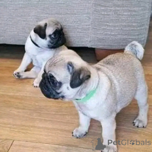 Photo №1. pug - for sale in the city of Florina | negotiated | Announcement № 170502