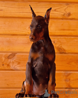 Photo №3. Doberman puppy.. Germany