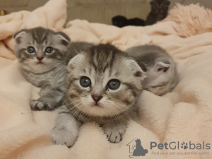Additional photos: Scottish Fold kittens for sale