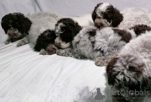 Additional photos: Lagotto Romagnolo puppies