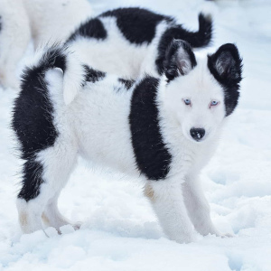 Photo №3. Yakut husky puppy. Ukraine