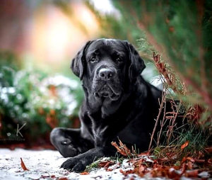 Additional photos: Labrador Retriever puppy