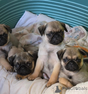 Photo №1. pug - for sale in the city of Passau | 361$ | Announcement № 178871