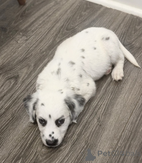 Photo №3. Charming Spotted Dalmatian Puppy for Sale Sweet & Playful. Germany