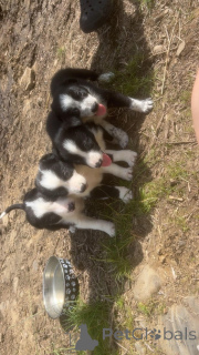 Photo №1. border collie - for sale in the city of Eisma | Is free | Announcement № 176062