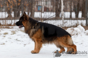 Photo №1. german shepherd - for sale in the city of Chelyabinsk | negotiated | Announcement № 126844