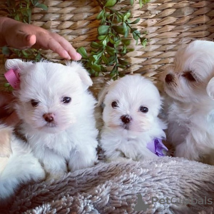 Photo №1. maltese dog - for sale in the city of Гамбург | 350$ | Announcement № 44532