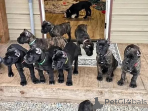 Photo №2 to announcement № 173389 for the sale of cane corso - buy in Denmark private announcement, breeder