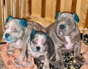 Photo №2 to announcement № 81819 for the sale of american bully - buy in United States private announcement, breeder