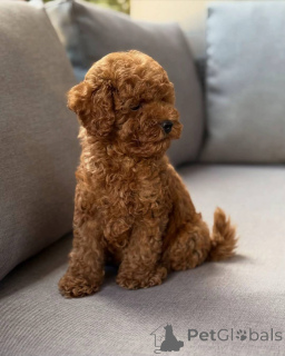 Photo №3. Adorable Toy Poodle Puppies for Sale Healthy, Playful & Ready for Loving Homes!. Germany