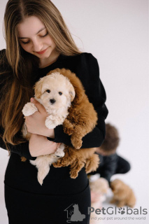 Photo №2 to announcement № 44592 for the sale of maltipu, poodle (toy) - buy in Czech Republic breeder