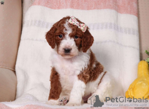 Photo №1. poodle (royal) - for sale in the city of Мелвилл | negotiated | Announcement № 63265