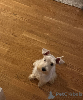 Photo №3. Puppy Tsvergshnauser, girl, 6 months.. Serbia