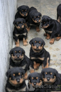 Photo №1. rottweiler - for sale in the city of Bremerhaven | 100$ | Announcement № 129637