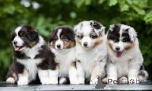 Photo №1. australian shepherd - for sale in the city of Luxembourg | 877$ | Announcement № 165451