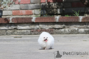 Photo №4. I will sell pomeranian in the city of Dudeldorf. private announcement - price - 490$