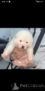 Photo №1. japanese spitz - for sale in the city of Birkenwerder | 350$ | Announcement № 161339