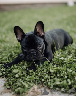 Photo №4. I will sell french bulldog in the city of Berlin. private announcement - price - 350$