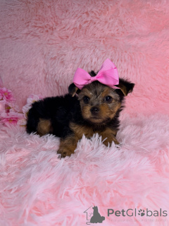 Photo №1. yorkshire terrier - for sale in the city of Montpellier | negotiated | Announcement № 169423