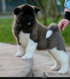Photo №1. american akita - for sale in the city of Казахстан | 600$ | Announcement № 76749