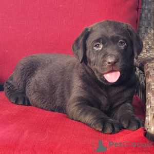 Photo №1. labrador retriever - for sale in the city of Berlin | 619$ | Announcement № 176361