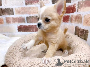 Photo №1. chihuahua - for sale in the city of Porto | Is free | Announcement № 123078