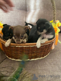 Additional photos: Selling toy terrier puppies