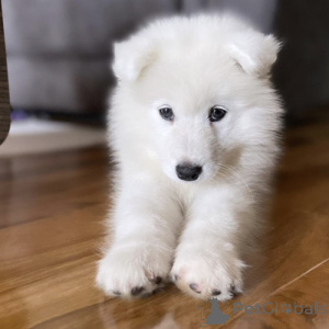Photo №3. Vier bezaubernde Samojedenwelpen zu verkaufen. Kontaktieren Sie mich per. Germany