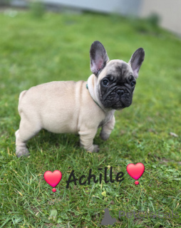 Photo №1. french bulldog - for sale in the city of Anjala | Is free | Announcement № 164310