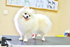 Photo №1. german spitz - for sale in the city of Москва | Negotiated | Announcement № 5812