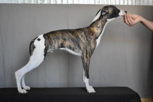 Additional photos: Puppies of the Whippet kennel are offered for sale.