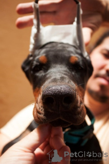 Additional photos: Doberman puppies