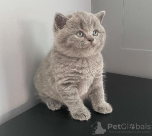 Photo №1. british shorthair - for sale in the city of Orlando | 420$ | Announcement № 102885
