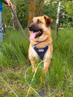 Photo №1. non-pedigree dogs - for sale in the city of Moskova | Is free | Announcement № 163650