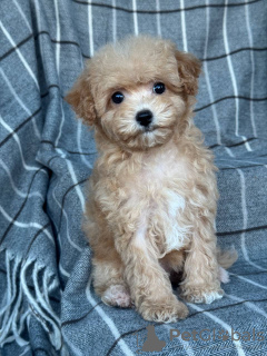 Photo №3. Adorable maltipoo puppy for adoption. United States