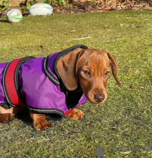 Photo №3. 3 Dachshundpuppies are playful, curious, and adorable companions. With their. France