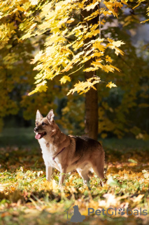 Additional photos: Gerda is the personification of comfort, great love and loyalty!