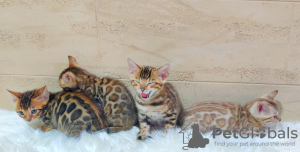 Additional photos: Bengal cat - Bengal kittens
