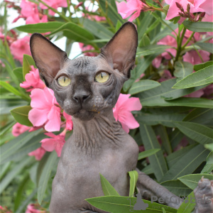Photo №1. sphynx-katze - for sale in the city of Simferopol | negotiated | Announcement № 10414