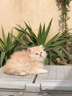 Photo №3. Persian Kittens Available for Rehoming. United States