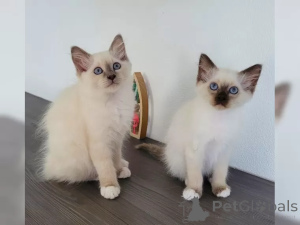 Photo №1. birman - for sale in the city of Dresden | 250$ | Announcement № 156231