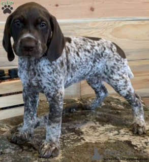 Photo №4. I will sell german shorthaired pointer in the city of Aleksandria. breeder - price - 495$